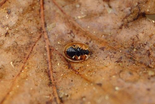 Réf. 254 878 : Cassida azurea